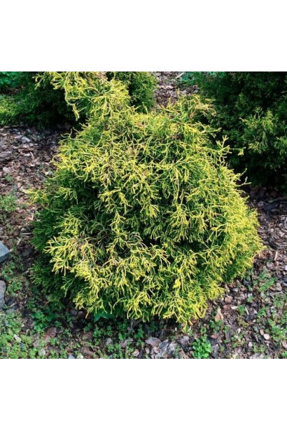 Chamaecyparis obtusa ’Gitte’ у ланшафті